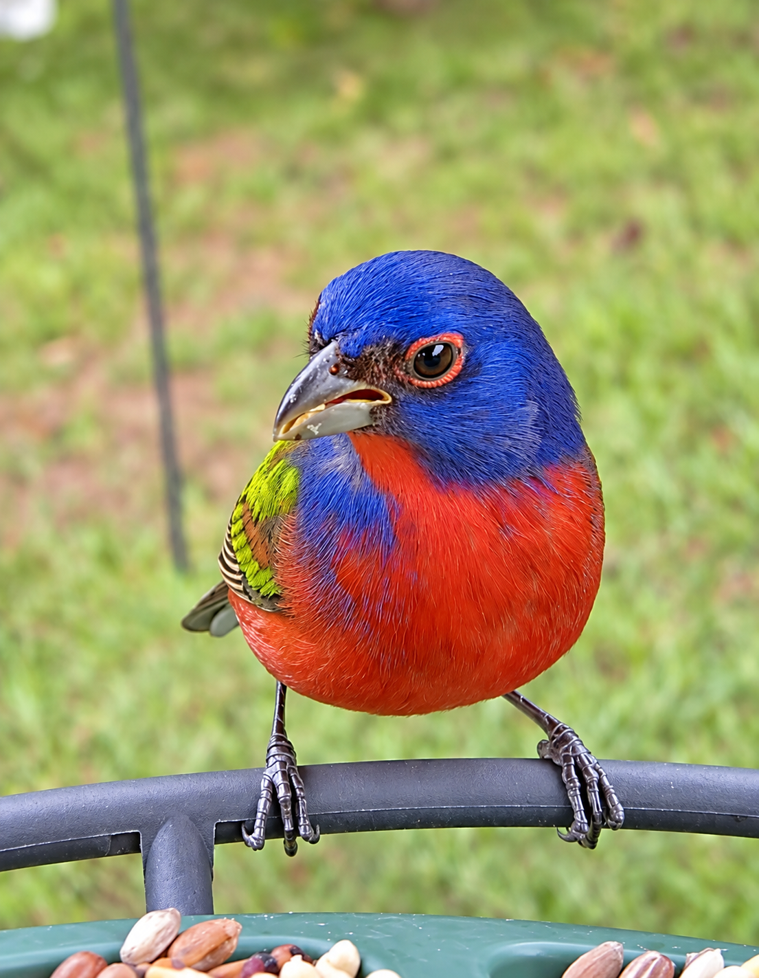 Painted bunting visiting Alicia&rsquo;s backyard