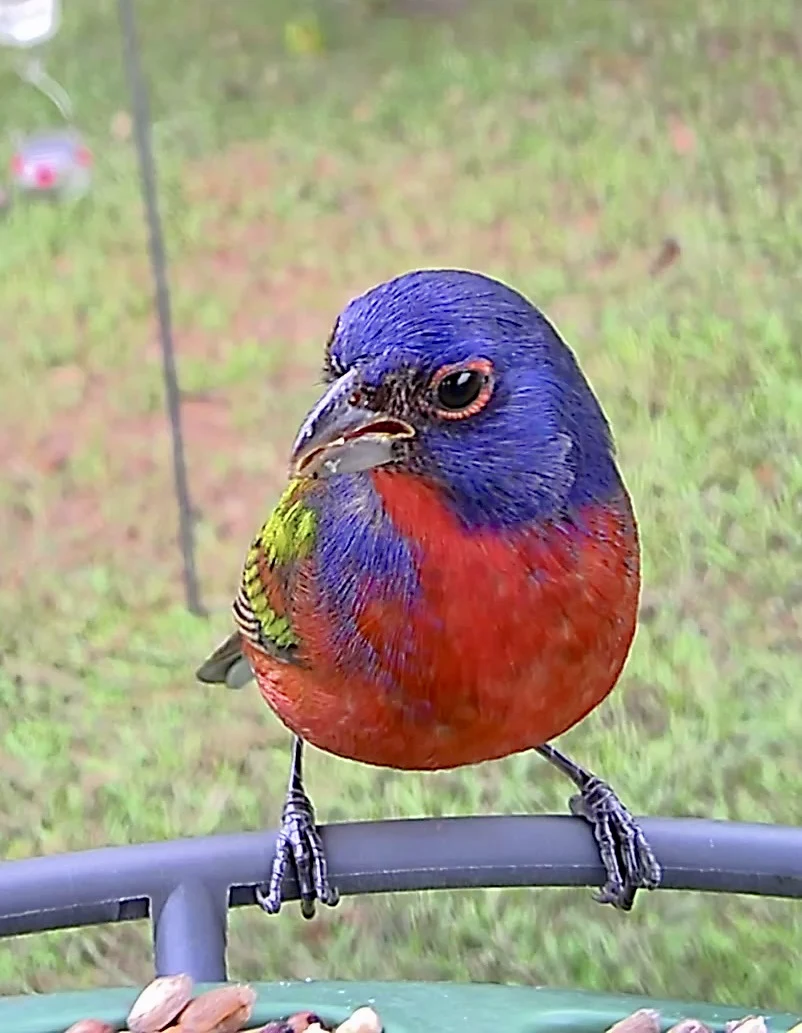 Alicia&rsquo;s backyard wildlife and garden