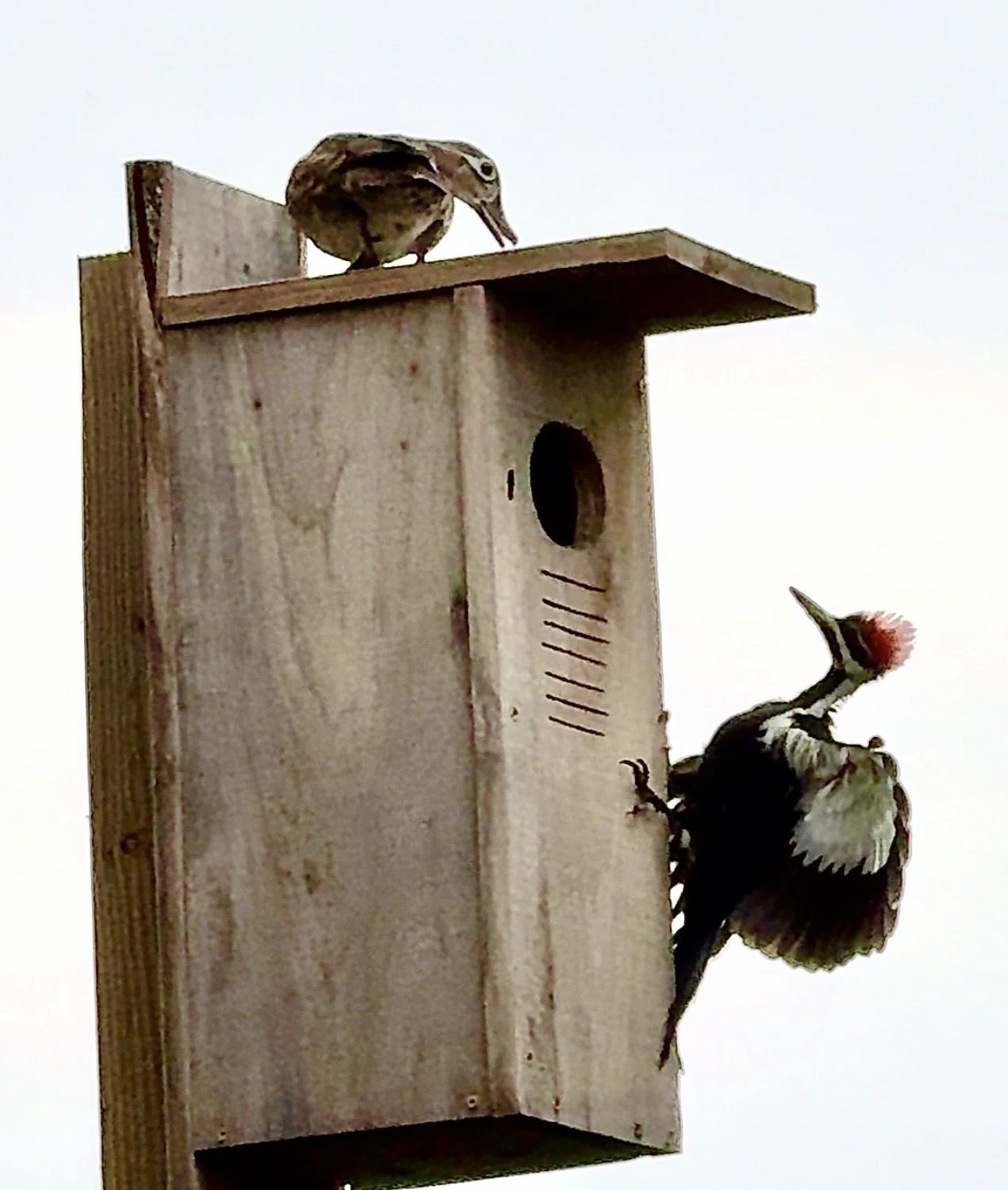 Woodpecker photographed in Alicia&rsquo;s backyard